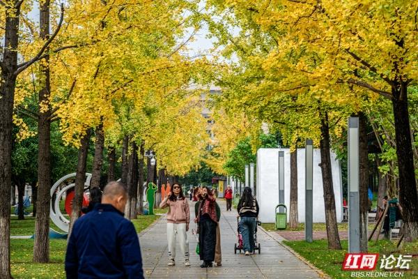 岁暖时刻丨湘府公园银杏季：看叶、玩耍、晒太阳，长沙人的欢乐场