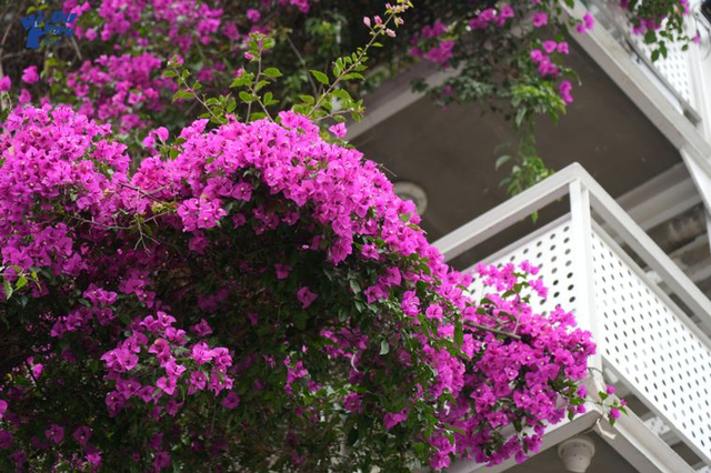 打卡点上新！滇池海埂大坝草海巷巷开街！文创+咖啡休闲街区等你来打卡