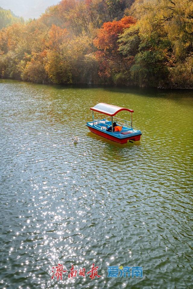 一年四季 泉在济南丨济南红叶谷漫山红遍层林尽染，最佳观赏期迎来秋日盛景