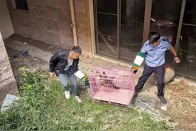 福州一小区惊现果子狸！图片