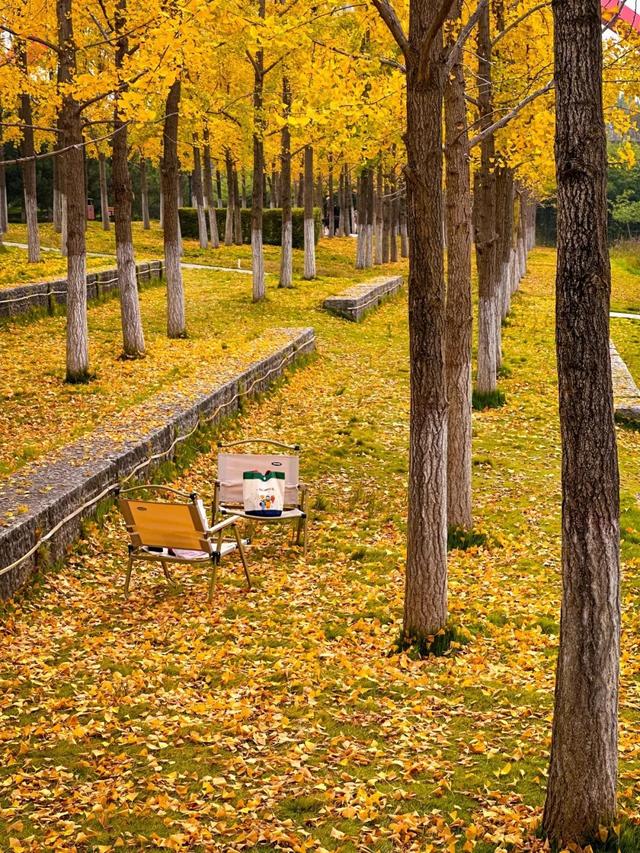 走进西安4大免费开放的宝藏公园