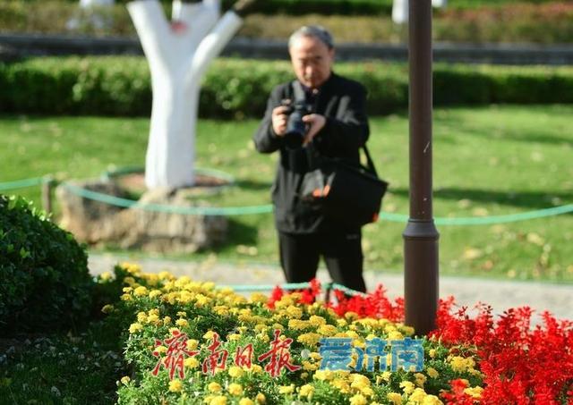 层林尽染秋意浓，“佛山赏菊”正当时