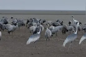 江西鄱阳湖都昌水域迎来大批珍稀候鸟越冬图片