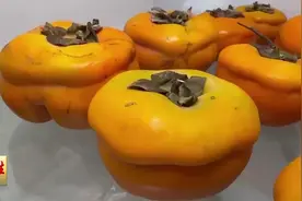 专家建议：柿子尽量不与螃蟹同吃图片