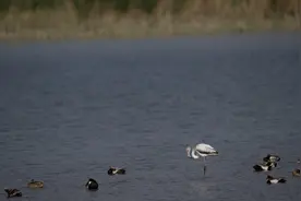 内蒙古乌梁素海发现濒危鸟类大红鹳图片