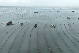 果然视频丨荣成鲍鱼又丰收，海鲜美味大海馈赠图片