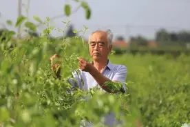 一颗红枣，一生追梦图片
