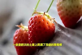 滕州小草莓映红致富路图片
