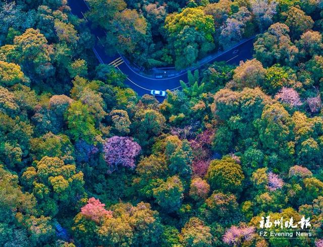 鼓岭缤纷赏叶季 观景乐游正当时
