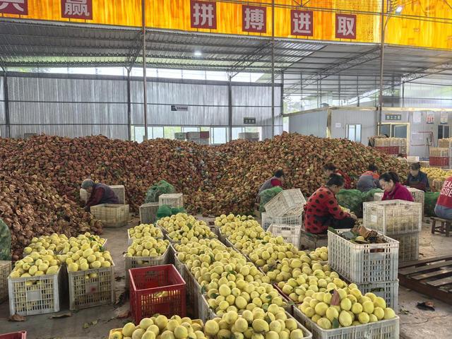 “双11”15年观察：安岳柠檬换条“赛道”闯世界