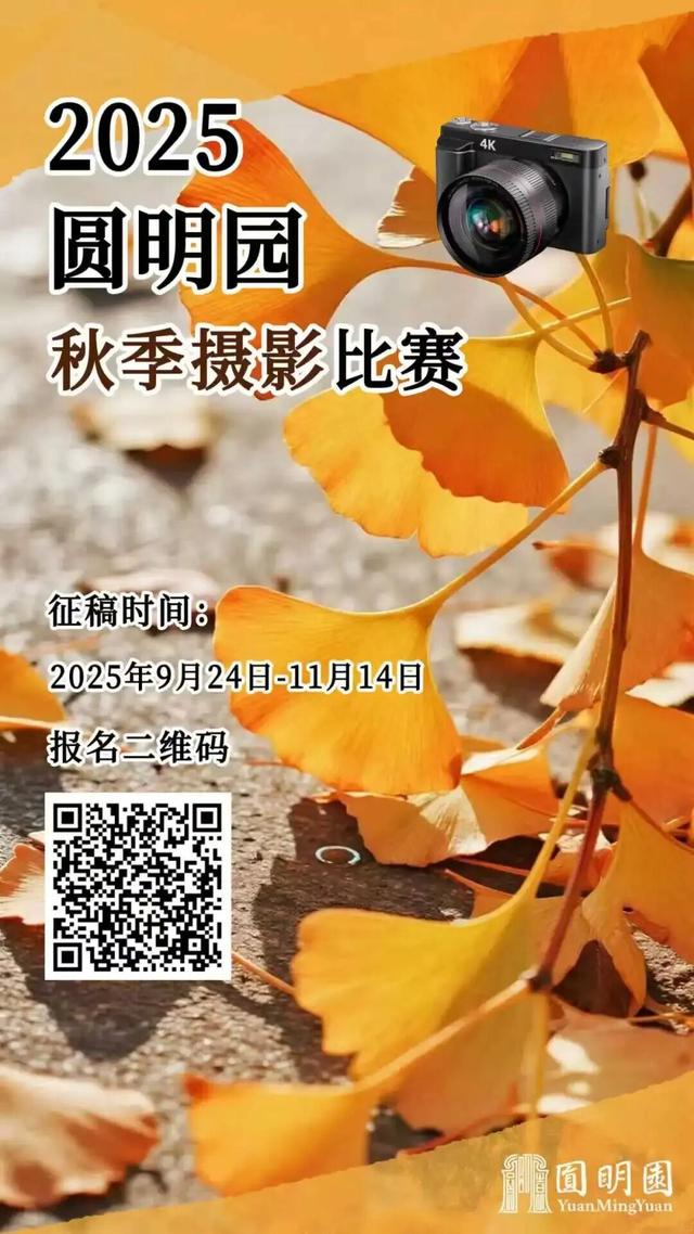 秋景“天花板”！北京这些银杏大道即将迎来最佳观赏期！