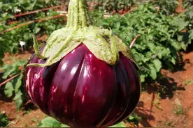 “茄子家族”如何变得五彩斑斓？生物育种技术助力种源攻关图片