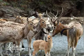 内蒙古：野马归山 麋鹿入林图片