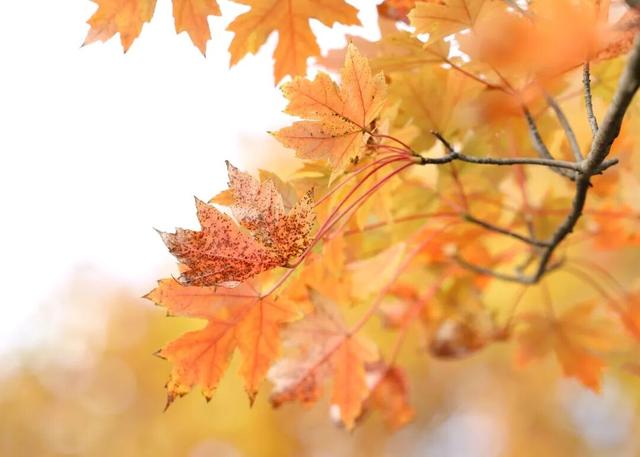 这含“金”量，不摆啦！贵阳的秋天，谁懂？