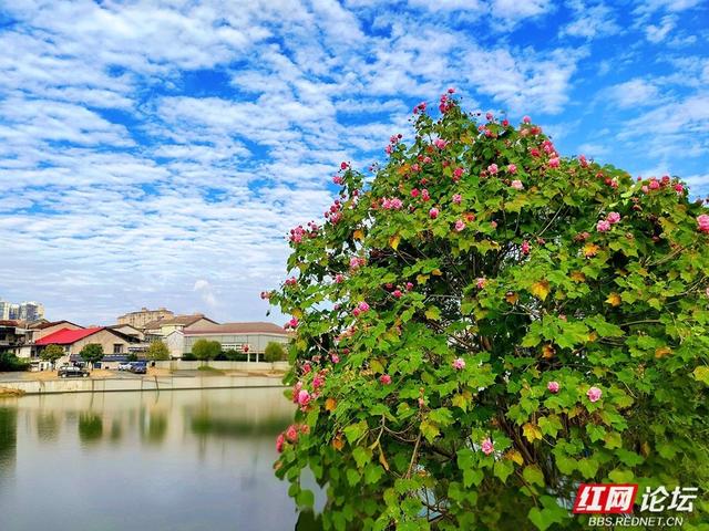 岁暖时刻丨在常德的初冬里，邂逅一场与“拒霜花”的温暖相遇