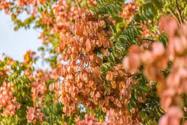 抓住晴天的尾巴！静安限时浪漫秋色，再不去就亏了丨静宝聊天室