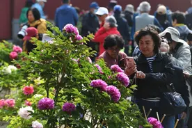 景山牡丹本周盛放  非遗展示精彩纷呈图片