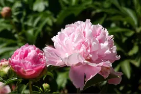 初夏浪漫！芍药花开清新又治愈！图片