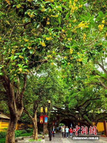 桂花香满桂林城