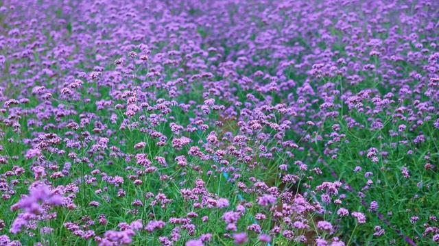 漳州也有“普罗旺斯”花海了！
