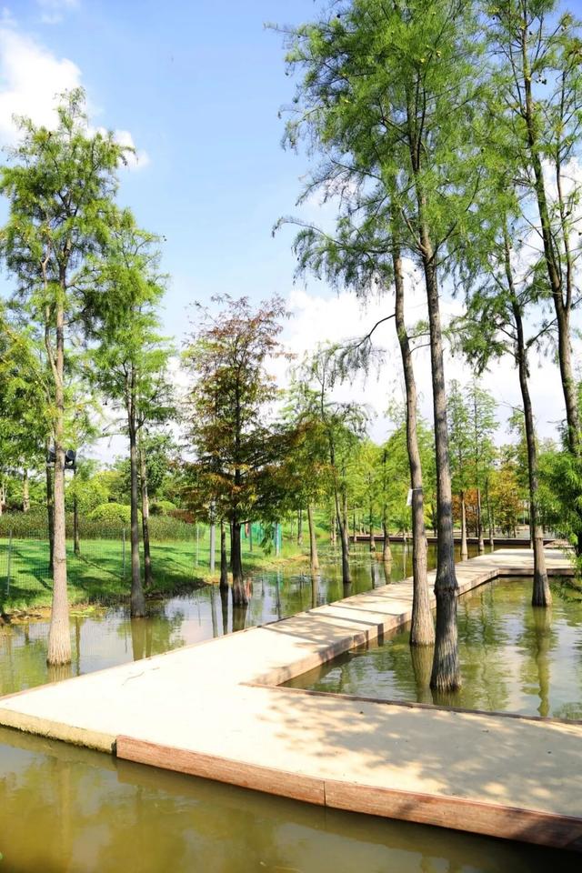 遛娃+吸氧+骑行！黄埔「小洱海」藏不住了！打卡 →