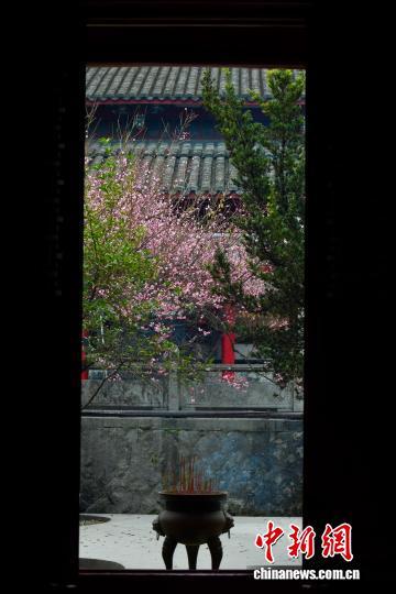 福州千年古刹梅香满枝