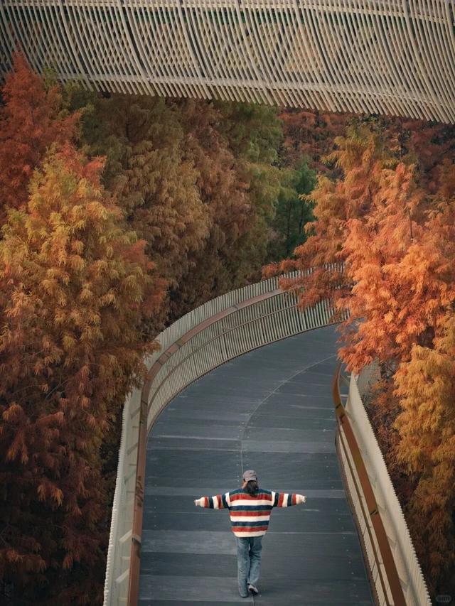 杉树红了！江西这些地方拍“红杉”大片超赞