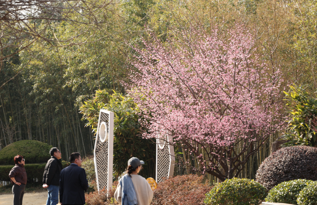 快冲！即将开遍日照！