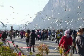 “是它先咬的我”！男子在昆明抓海鸥拍照被罚款，声称要起诉图片