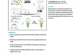 《细胞》：科学家用基因编辑创制出水稻新种质，能守护心脏、延缓衰老！图片
