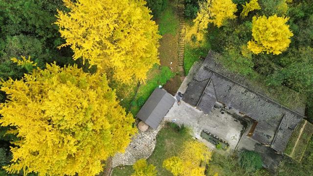 【天眼影像】仁怀:千年古银杏群金黄胜境 绘就黔北冬日乡愁地标