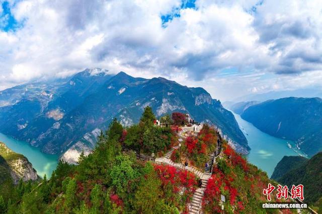 重庆巫山120万亩红叶渐红 长江巫峡两岸层林尽染美如画