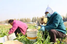 河北南宫：初冬芥菜采收忙图片