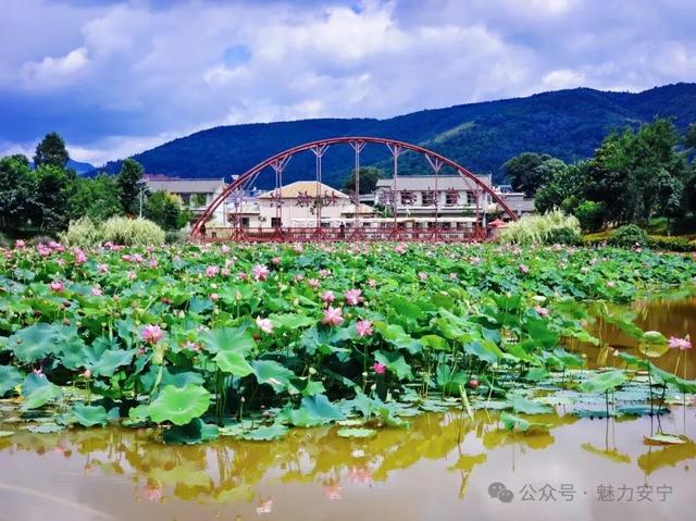 安宁摩所营：藕香满池好“丰”景