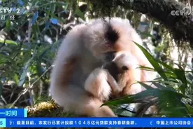 西黑冠长臂猿家族喜添丁 长臂猿妈妈“带娃”场景被拍到图片