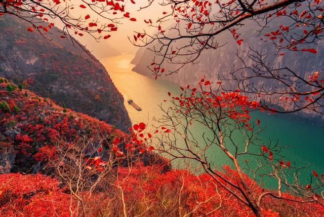 2025重庆红叶彩叶最佳观赏期预报出炉，快去打卡！