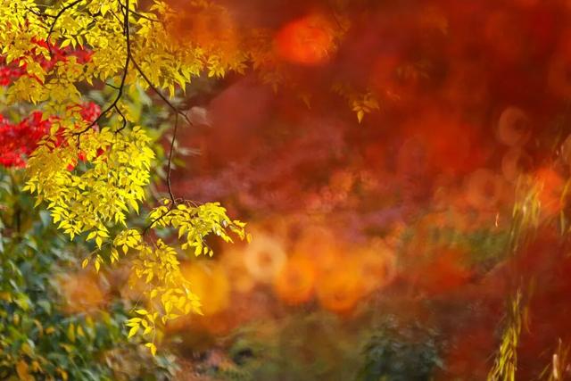 红的黄的绿的！天气这么好，来这些地方看看闵行的秋天吧~