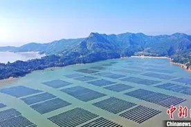 （乡村行·看振兴）福建福鼎：万亩紫菜迎丰收 生产加工赶订单图片