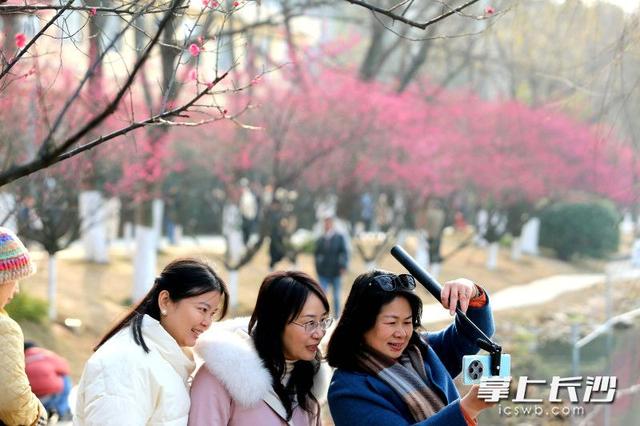 梅花满枝头，赏花打卡正当时｜组图