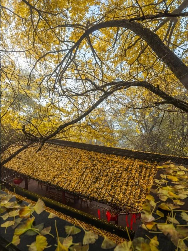 蒙顶山的银杏你不必问，绝对值得一场奔赴！