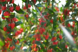 宁夏同心：枸杞采摘正当时图片