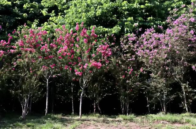 繁花似锦 | 邛海紫薇花开缀满枝头,百日浪漫尽在眼前