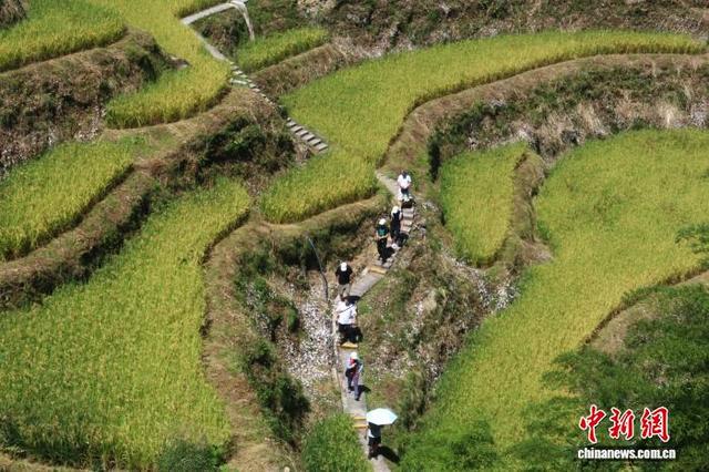 探访浙江云和“中国最美梯田”：初秋美景吸引民众