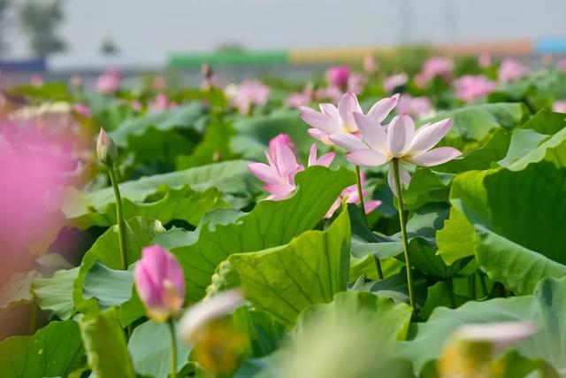 邯郸冀南新区丨满屏荷花！夏日顶流上线！