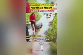 （上）出逃鳄鱼搜捕人员讲述抓鳄细节：电击活捉为主，枪击为辅，抓到过一条近300斤的鳄鱼。图片