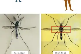 不见面也能传染！深圳一周新增120例登革热，严重可致死！多地紧急提醒图片