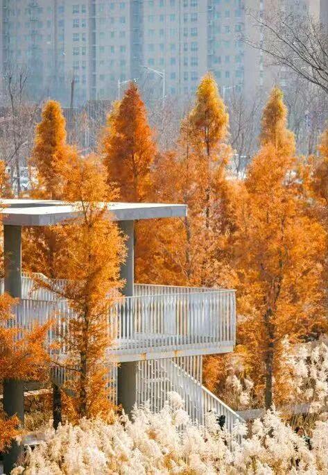 郑州水杉树观赏地大全！附地址+交通→