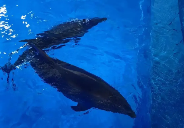 快来！鄂尔多斯这个遛娃地焕新升级！