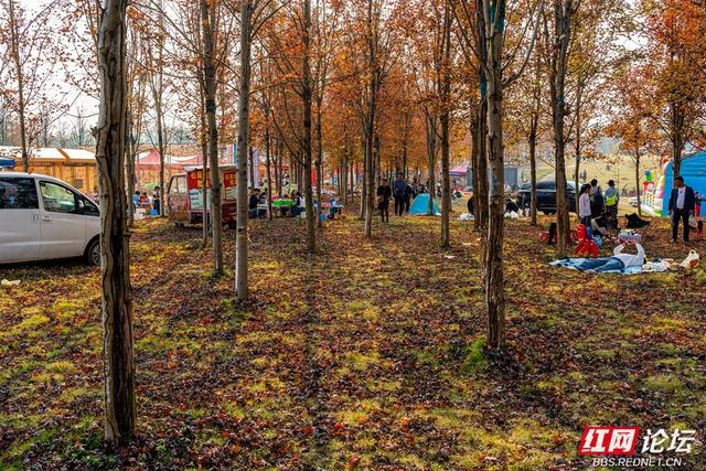 岁暖时刻丨枫落无声，秋意成空——益阳红枫大道的迟暮之美