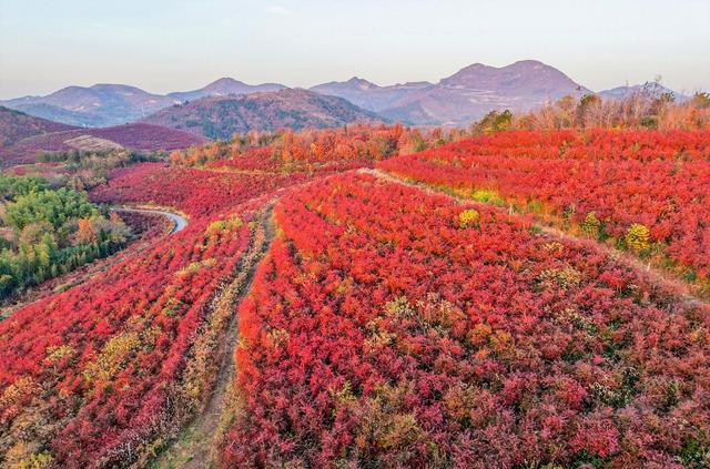 安徽庐江：蓝莓园变身“红叶秘境”